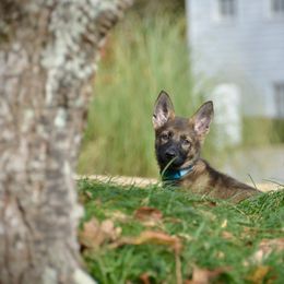 German Shepherd Puppies from Sternenlicht Kennel