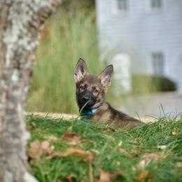 German Shepherd Puppies from Sternenlicht Kennel