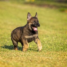German Shepherd Puppies from Sommerfeld German Shepherds