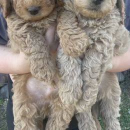 Goldendoodle Puppies from Doodle Paradise