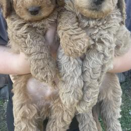 Goldendoodle Puppies from Doodle Paradise