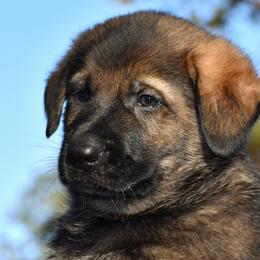 Sable Male 1 - German Shepherd puppy in Oxford, Arkansas from Atlas Shepherds