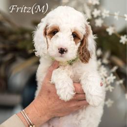 Fritz - Parti male Goldendoodle puppy in Acton, Maine from Silver Pines Pups