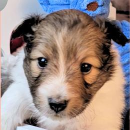 Girl 1 - Athena - Sable and white female Shetland Sheepdog puppy in Elberton, Georgia from Ioney's Southern Paws Shelties, Frenchies, and Yorkies