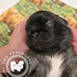 Krista - Gray sable female Pekingese puppy in Berwick, Pennsylvania from TnK Pekingese