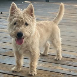 Charley Boy - Scottish Terrier