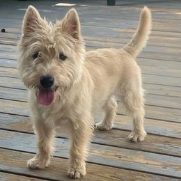 Charley Boy - Scottish Terrier