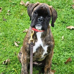Boxer Puppies from Von Royal Dell'Infinito Deutscher