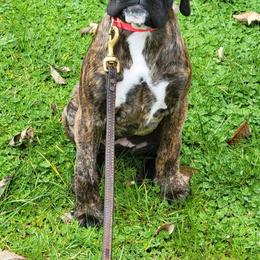 Boxer Puppies from Von Royal Dell'Infinito Deutscher