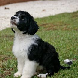 Portuguese Water Dogs from Seaworthy PWD
