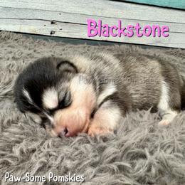 Blackstone - Silver female Pomsky puppy in Krum, Texas from Paw-Some Pomskies