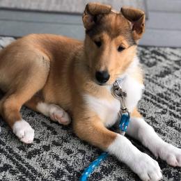 Collie Puppies from Whisper Collies