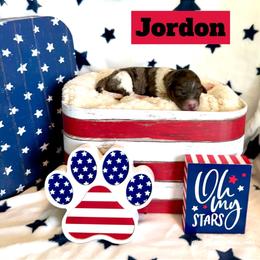 Jordon - female Golden Mountain Doodle puppy in Victoria, Texas from Deidre's Doodles