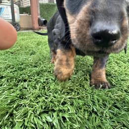 Black and Tan Female 1 - Black and tan female Dachshund puppy in Newark, Ohio from Freyja’s Legacy Dachshunds