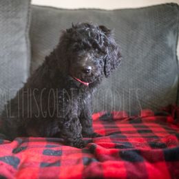 Goldendoodle Puppies from Doodle Me This Goldendoodles