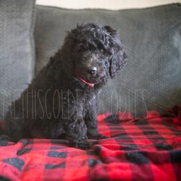 Goldendoodle Puppies from Doodle Me This Goldendoodles