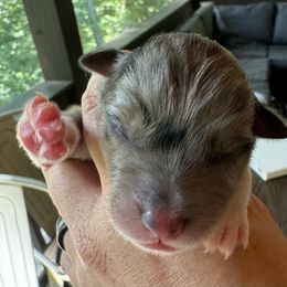 “Wednesday” - Blue merle Australian Shepherd puppy in Yadkinville, North Carolina from Gold Leaf Farm & Kennels