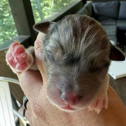 “Wednesday” - Blue merle Australian Shepherd puppy in Yadkinville, North Carolina from Gold Leaf Farm & Kennels