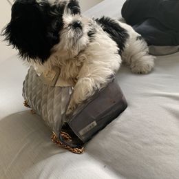 Shih Tzu Puppies from TACG