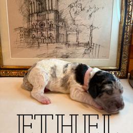 Ethel - Chocolate merle female Bernedoodle puppy in Julian, Pennsylvania from Happy Valley Doodles