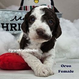 Goldendoodle and Labradoodle Puppies from Grace N Faith Doodles