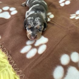 Dachshund Puppies from TLC Dachshund