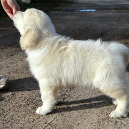 Golden Retriever Puppies from Golden Retriever Street