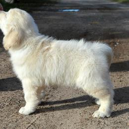 Golden Retriever Puppies from Golden Retriever Street