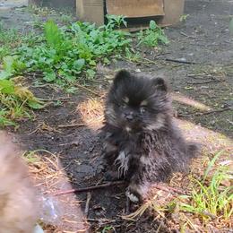 Rocky - Black and tan parti male Pomeranian puppy in Albany, New York from K&A Little Wonder's