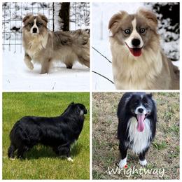 Miniature Australian Shepherd puppies from Wrightway Wigglebutts