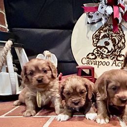 Bernedoodles and Cavapoos from Cavapoo Acres