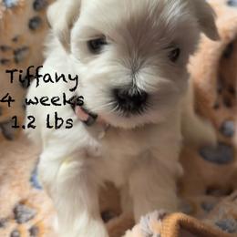 Tiffany - Wheaten female Miniature Schnauzer puppy in Byron, Georgia from Smilee Schnauzers
