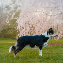 Border Collie All Grown Up from Rising Tide Border Collies