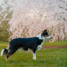 Border Collie All Grown Up from Rising Tide Border Collies