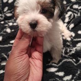 Yorkipoo and Yorkshire Terrier Puppies from Dynasty yorkies