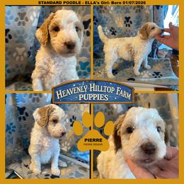 Ella's Yellow collar Boy - Parti male Poodle puppy in Charlo, Montana from Heavenly Hilltop Farm