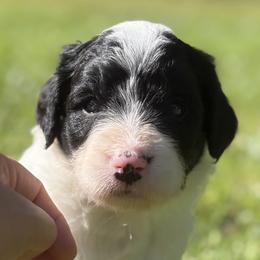 Girl 1 - White and black female Bordoodle puppy in Shelton, Washington from Prophecy Kennels