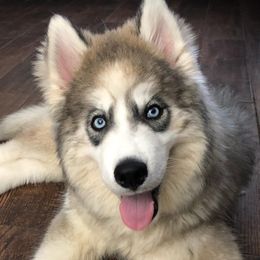 Siberian Huskies from Majestic Siberian Huskies