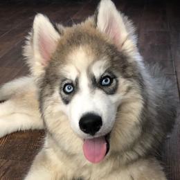 Siberian Huskies from Majestic Siberian Huskies