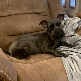 Max - Miniature Schnauzer