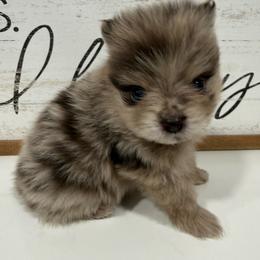 Belle - Chocolate merle female Pomeranian puppy in California from Pawsh Poms