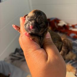 Ckc Posy - Red and tan female Shih Tzu puppy in Roseville, Michigan from Diamond Paws LLC