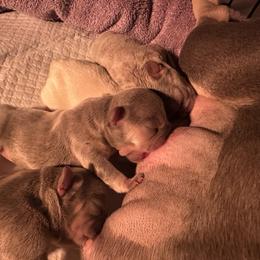 French Bulldog Puppies from Lilac City Frenchies