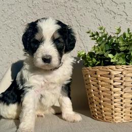 Ever - Black and white male Bernedoodle puppy in Moreno Valley, California from Ayy_Doodles