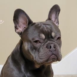 Prince - French Bulldog