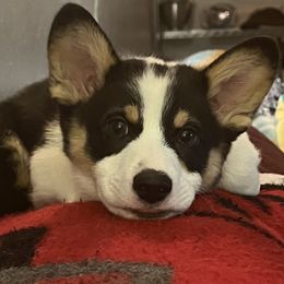 Pembroke Welsh Corgi Puppies from Loves Classic Corgis