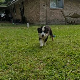 Miniature Australian Shepherd Puppies from AussiesRus