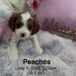 Cavapoo Puppies from Cavapoo Lovebugs