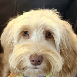 Star - Caramel red female Australian Labradoodle puppy in Fontana, California from Grammy's Puppy Love doodles and poodles