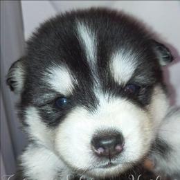 Azurielle - Sable and white female Siberian Husky puppy in Richland, Mississippi from Feazell’s Siberian Huskies